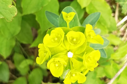 Spurge