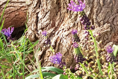 Tassel Hyacinth