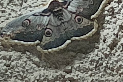 The Great Peacock Moth