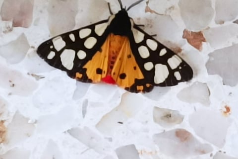 Cream spot Tiger Moth