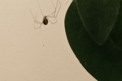A vibrating spider