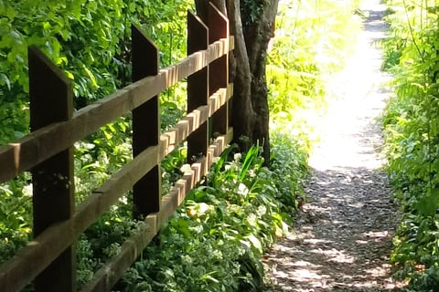 A shady path in Wales, where the wild garlic grows