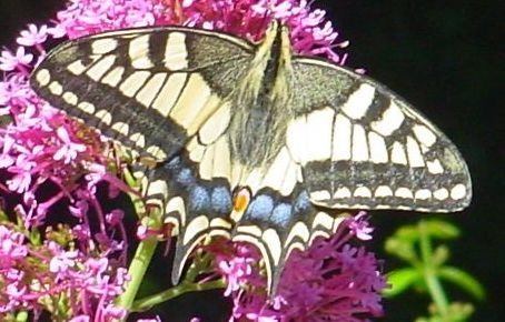 The Swallowtail butterfly