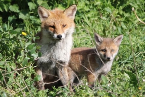 Thanks to Claire for this  picture of a fox and its cub