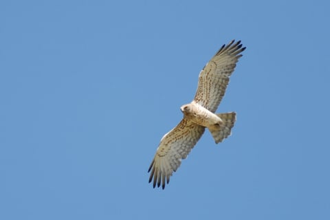 Snake eagle surveying the Causses