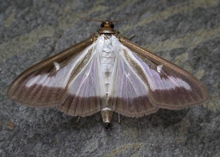 Box tree moth