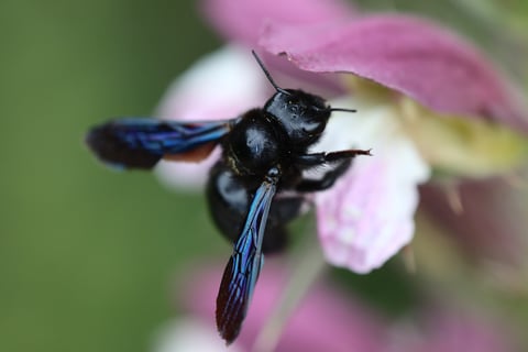 Carpenter bee