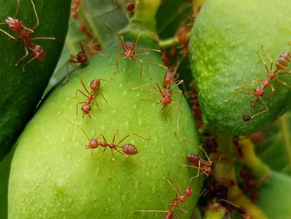 Red fire ants