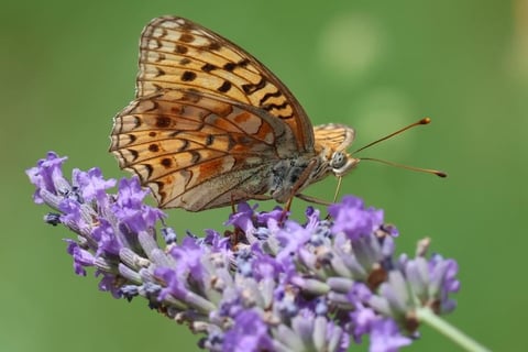 Fritillary
