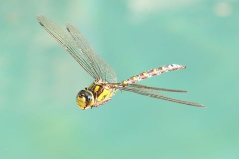 Dragonfly.