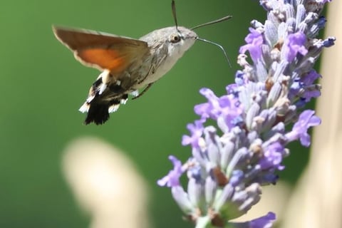 The Hummingbird Hawkmoth