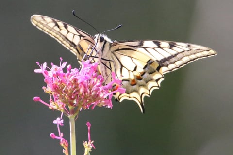 The swallowtail on our flowering Valerian. 