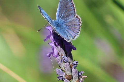 The tiny common blue