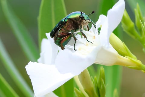 Possibly a Common Green June Beetle