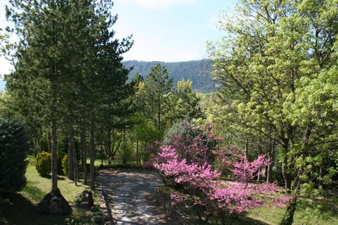 The Judas tree blossom