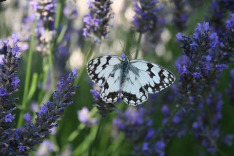 The Marbled  White