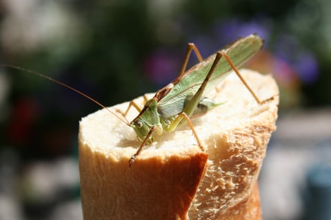 The chirruping cricket