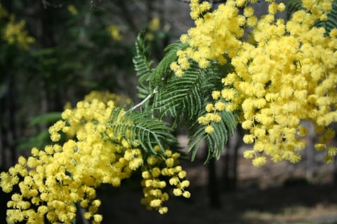 Mimosa