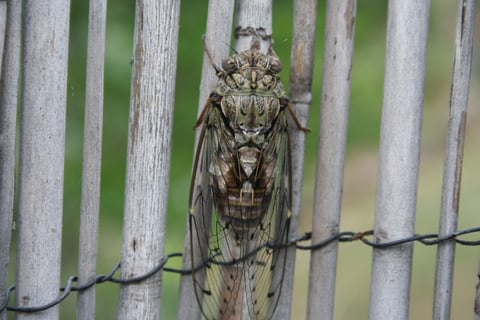 Pausing as its wings inflate with fluid.