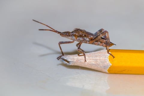 Punaise Americaine or leptiglossus occidentalis