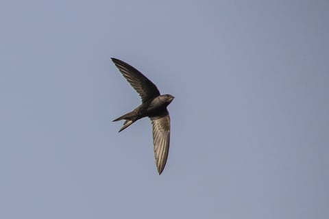 The endangered swift.