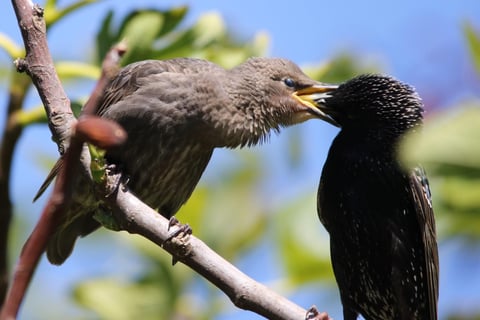 Young starling being fed(thanks Claire!)