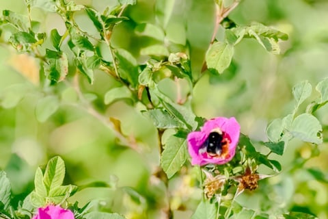 Wild Roses