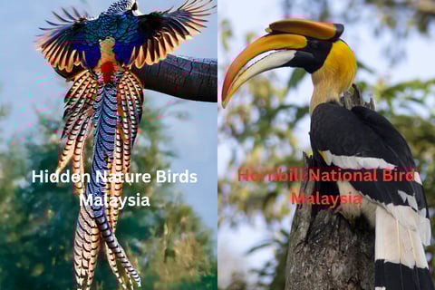 Hidden Nature Bird and a Hornbill National Bird Malaysia