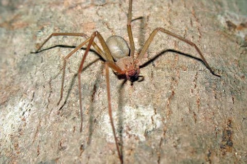 aranha marrom