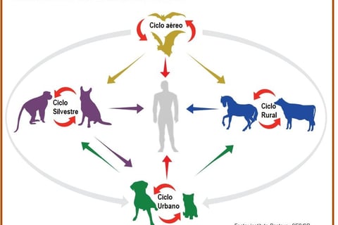 Ciclo da Raiva