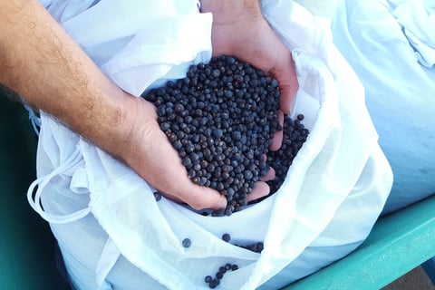 Juniper berries