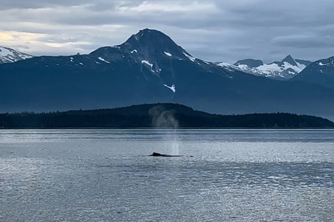 Whale Watching from the Cruise Ship