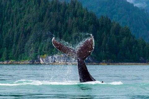 Alaska Whale Watching Tours