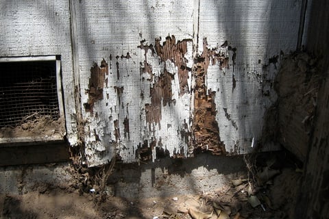 termite damage