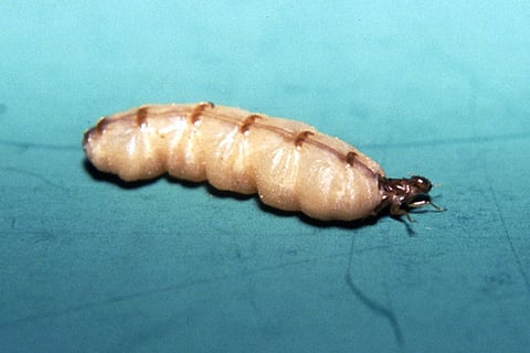A termite queen can live for 50 years