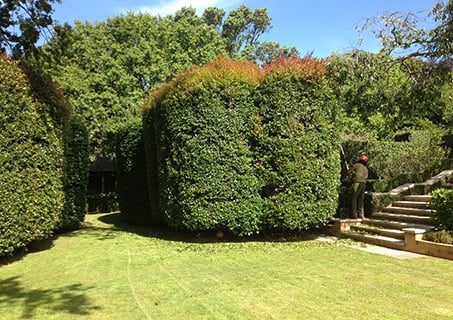 Hedge trimming Services 