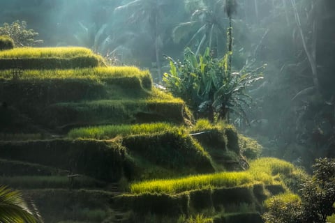 rizière en terrasse à bali