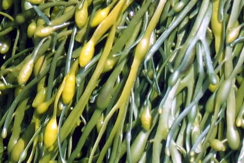 green seaweed