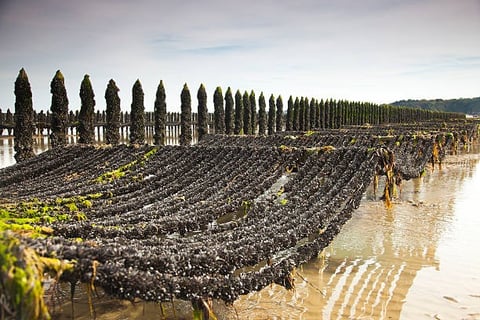 Mussel farming in Brittany
