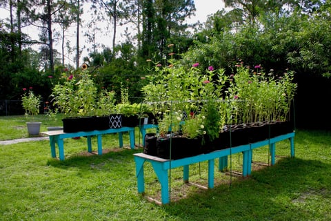 Raised cut flower beds full of zinnias and sunflowers
