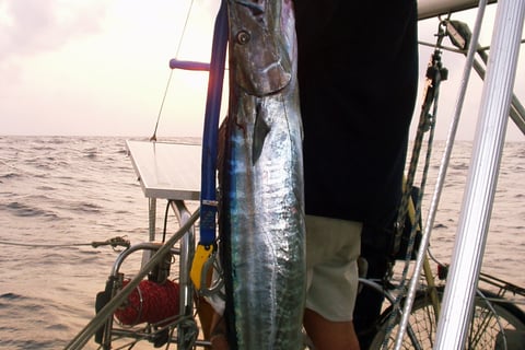 Kingfish caught at sea