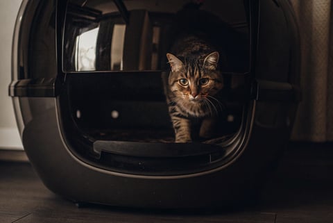 A modern smart litter box with a cat entering for automatic cleaning.