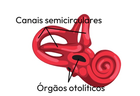 anatomia aparelho vestibular labirinto