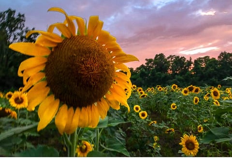 a sunflower in a field with a sunset