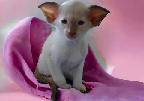 Metexa Siamese kittens