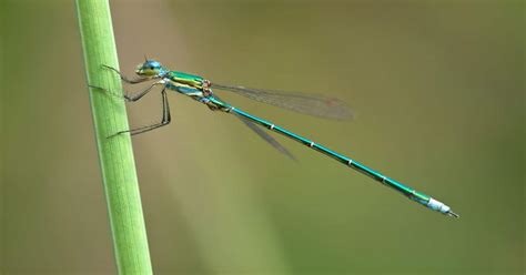 A damsel flie