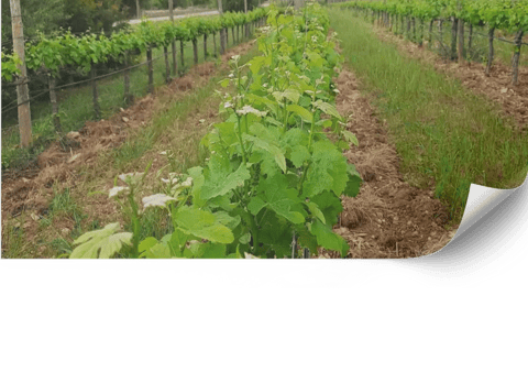 Design and maintenance of landscaped vineyards in Mallorca