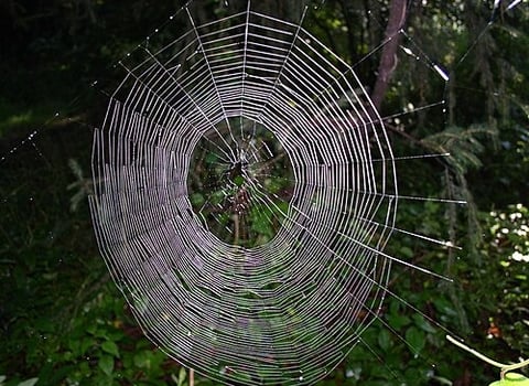 An orb weaver's web