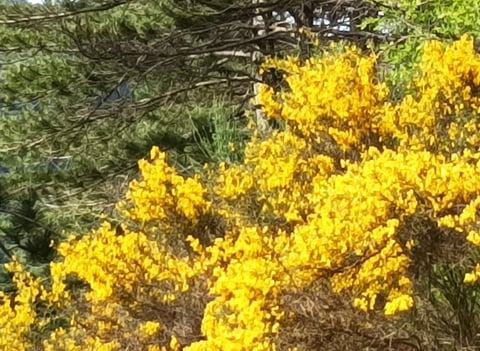 Genista hispanica