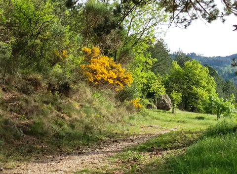 The genista is everywhere as we walk in the forest.